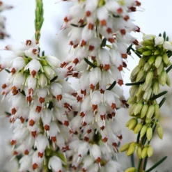 Bruyère D'hiver 'white Perfection' - 5l