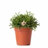 Rhipsalis Baccifera - H15cm, ø9cm - Plante D'intérieur -Jardin Harmonie Soldes Boutique 3d871e1cd496dfc5