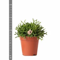 Rhipsalis Baccifera - H15cm, ø9cm - Plante D'intérieur -Jardin Harmonie Soldes Boutique 3e1dfaec75687e9f