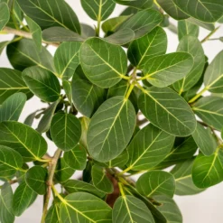 Ficus Benghalensis - H75cm, ø21cm - Grande Plante D'intérieur -Jardin Harmonie Soldes Boutique 3f3b63b3e155378d