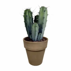 Myrtillocactus - H40cm, ø17cm - Plante D'intérieur Facile D'entretien -Jardin Harmonie Soldes Boutique 3faa7c176cdf6c7b