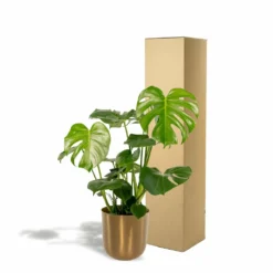 Monstera Deliciosa Et Son Cache-pot Doré - H80cm, ø21cm - Grande Plante D'intérieur -Jardin Harmonie Soldes Boutique 3fd55cfe91099f58
