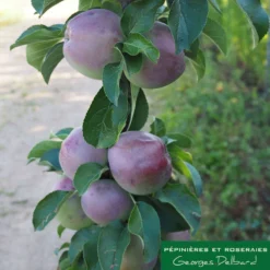 Pommier Colonnaire Chinon : Conteneur 12 Litres -Jardin Harmonie Soldes Boutique 423700 001