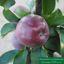 Pommier Colonnaire Chinon : Conteneur 12 Litres -Jardin Harmonie Soldes Boutique 423700 002