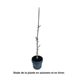 Pommier Colonnaire Chinon : Conteneur 12 Litres -Jardin Harmonie Soldes Boutique 423700 004
