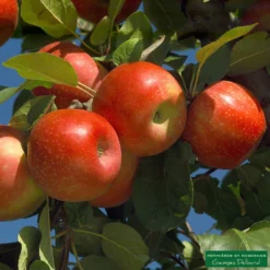 Pommier Ariane : Gobelet 3 Ans D'âge -Jardin Harmonie Soldes Boutique 427320 001