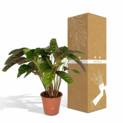 Calathea Flamestar - H75cm, ø19cm - Grande Plante D'intérieur -Jardin Harmonie Soldes Boutique 42cf26d6aec70c6e