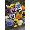 Pensée : Jardinière Colorée 40 Cm - Coloris Variables -Jardin Harmonie Soldes Boutique 431665 002