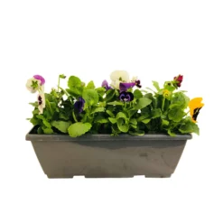 Pensée : Jardinière Colorée 40 Cm - Coloris Variables -Jardin Harmonie Soldes Boutique 431665 005