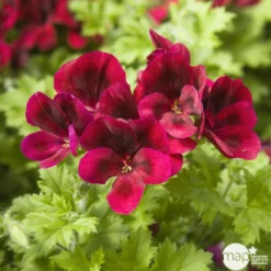 Géranium 'Calliope Dark Red' : Pot 4,5 Litres -Jardin Harmonie Soldes Boutique 435476 002