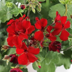 Geranium Interspécifique:jardinière 50 Cm - Coloris Variables -Jardin Harmonie Soldes Boutique 435586 005