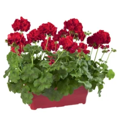 Geranium Interspécifique:jardinière 50 Cm - Coloris Variables -Jardin Harmonie Soldes Boutique 435586 006