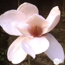 Primevères En Jardinière De 40cm Couleur - Coloris Variables -Jardin Harmonie Soldes Boutique 440466 006