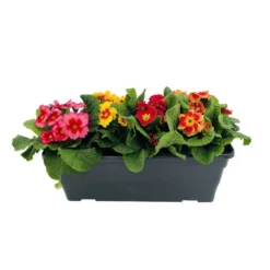 Primevères En Jardinière De 40cm Couleur - Coloris Variables -Jardin Harmonie Soldes Boutique 440466 008