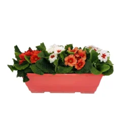 Primevères En Jardinière De 40cm Couleur - Coloris Variables -Jardin Harmonie Soldes Boutique 440466 009