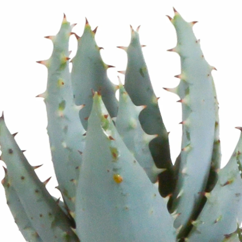 Gasteria, Haworthia Et Leurs Caches-pots, Box De 5 Plantes - H11cm, ø6,5cm - Plantes D'intérieur 6 Gasteria, Haworthia Et Leurs Caches-pots, Box De 5 Plantes - H11cm, ø6,5cm - Plantes D'intérieur – Image 4