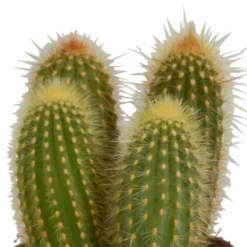Cactus, Box De 3 Plantes - H15cm, ø10,5cm - Plantes D'intérieur -Jardin Harmonie Soldes Boutique 446043fb59ca02cc