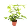 Dragonnier - Dracaena Surculosa - 12cm - Vert Avec Des Taches Vert Clair -Jardin Harmonie Soldes Boutique 45371a71befb124f
