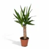 Yucca - H40cm, ø14cm - Plante D'intérieur