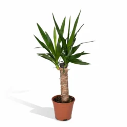 Yucca - H40cm, ø14cm - Plante D'intérieur