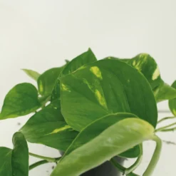 Epipremnum Aureum Scindapsus X2 - H25cm, ø15cm - Plante D'intérieur -Jardin Harmonie Soldes Boutique 461f129a2cd4c0d8