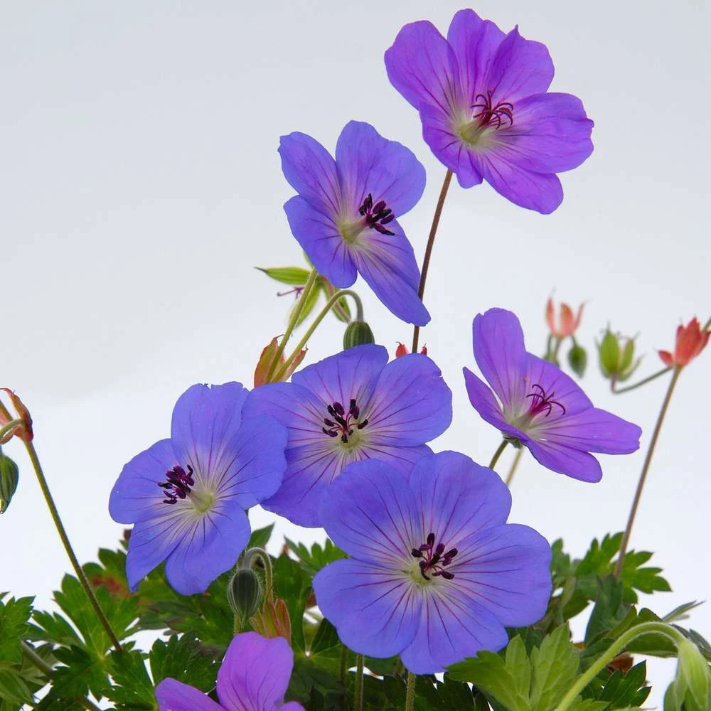 Géranium Rozanne ® : Conteneur De 2 Litres Bleu 4 Géranium Rozanne ® : Conteneur De 2 Litres Bleu – Image 2