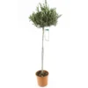 Olivier, Olea Europaea, Sur Tige H120/140cm : Pot D24cm -Jardin Harmonie Soldes Boutique 471424 001