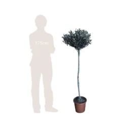 Olivier, Olea Europaea, Sur Tige H120/140cm : Pot D24cm -Jardin Harmonie Soldes Boutique 471424 002