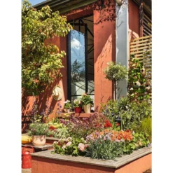 Olivier, Olea Europaea, Sur Tige H120/140cm : Pot D24cm -Jardin Harmonie Soldes Boutique 471424 004