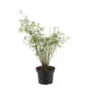 Bambou Non-traçant Fargesia Angustissima 60/80 Cm: Pot De 5 Litres -Jardin Harmonie Soldes Boutique 479188 002