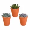 Echeveria Et Leurs Caches-pots Terracotta, Box De 3 Plantes - H12cm, ø9,5cm - Plantes D'intérieur 1 Echeveria Et Leurs Caches-pots Terracotta, Box De 3 Plantes - H12cm, ø9,5cm - Plantes D'intérieur -Jardin Harmonie Soldes Boutique 48037ecd04df19f4