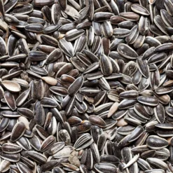 Graines De Tournesol Pour Oiseaux Du Jardin - 20 Kg -Jardin Harmonie Soldes Boutique 486351 003