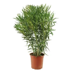 Laurier Rose - Nerium Oleander "Rouge": H70/80cm D25cm: Pot 7 Litres -Jardin Harmonie Soldes Boutique 488750 004
