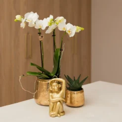 Orchidée Blanche Phalaenopsis - H35cm, ø9cm - Plante D'intérieur Fleurie -Jardin Harmonie Soldes Boutique 4892206fb17ef8dd