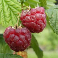 Framboisier 'Glen Ample' Bio : Pot De 3 Litres -Jardin Harmonie Soldes Boutique 492120 001