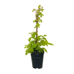 Framboisier 'Glen Ample' Bio : Pot De 3 Litres -Jardin Harmonie Soldes Boutique 492120 004