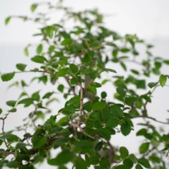 Bonsaï - H20cm, ø15cm - Plante D'intérieur -Jardin Harmonie Soldes Boutique 492c4bcbc806e882