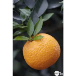 Bergamotier:AB Conteneur 3 Litres -Jardin Harmonie Soldes Boutique 493514 001