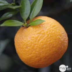 Bergamotier:AB Conteneur 3 Litres -Jardin Harmonie Soldes Boutique 493514 002