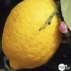 Citronnier 4 Saisons:AB Conteneur 3 Litres -Jardin Harmonie Soldes Boutique 493516 001