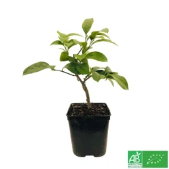 Citronnier Meyer:AB Conteneur 3 Litres -Jardin Harmonie Soldes Boutique 493531 005