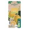 Citronnier Meyer:AB Conteneur 3 Litres -Jardin Harmonie Soldes Boutique 493531 008