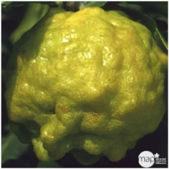 Combava AB :conteneur 3 Litres -Jardin Harmonie Soldes Boutique 493533 004