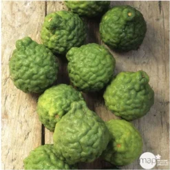 Combava AB :conteneur 3 Litres -Jardin Harmonie Soldes Boutique 493533 005