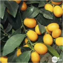 Kumquat : Ctr 3 Litres, Agriculture Biologique -Jardin Harmonie Soldes Boutique 493534 001