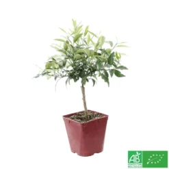 Kumquat : Ctr 3 Litres, Agriculture Biologique -Jardin Harmonie Soldes Boutique 493534 003