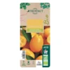 Kumquat : Ctr 3 Litres, Agriculture Biologique -Jardin Harmonie Soldes Boutique 493534 006