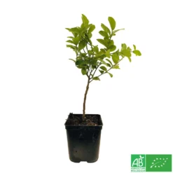 Limettier ' Mexicaine':AB Conteneur 3 Litres -Jardin Harmonie Soldes Boutique 493535 003