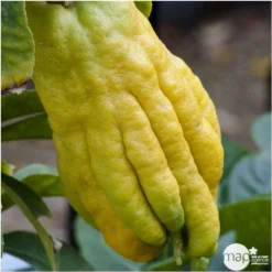 Main De Bouddah:AB Conteneur 3 Litres -Jardin Harmonie Soldes Boutique 493536 001