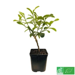 Main De Bouddah:AB Conteneur 3 Litres -Jardin Harmonie Soldes Boutique 493536 002